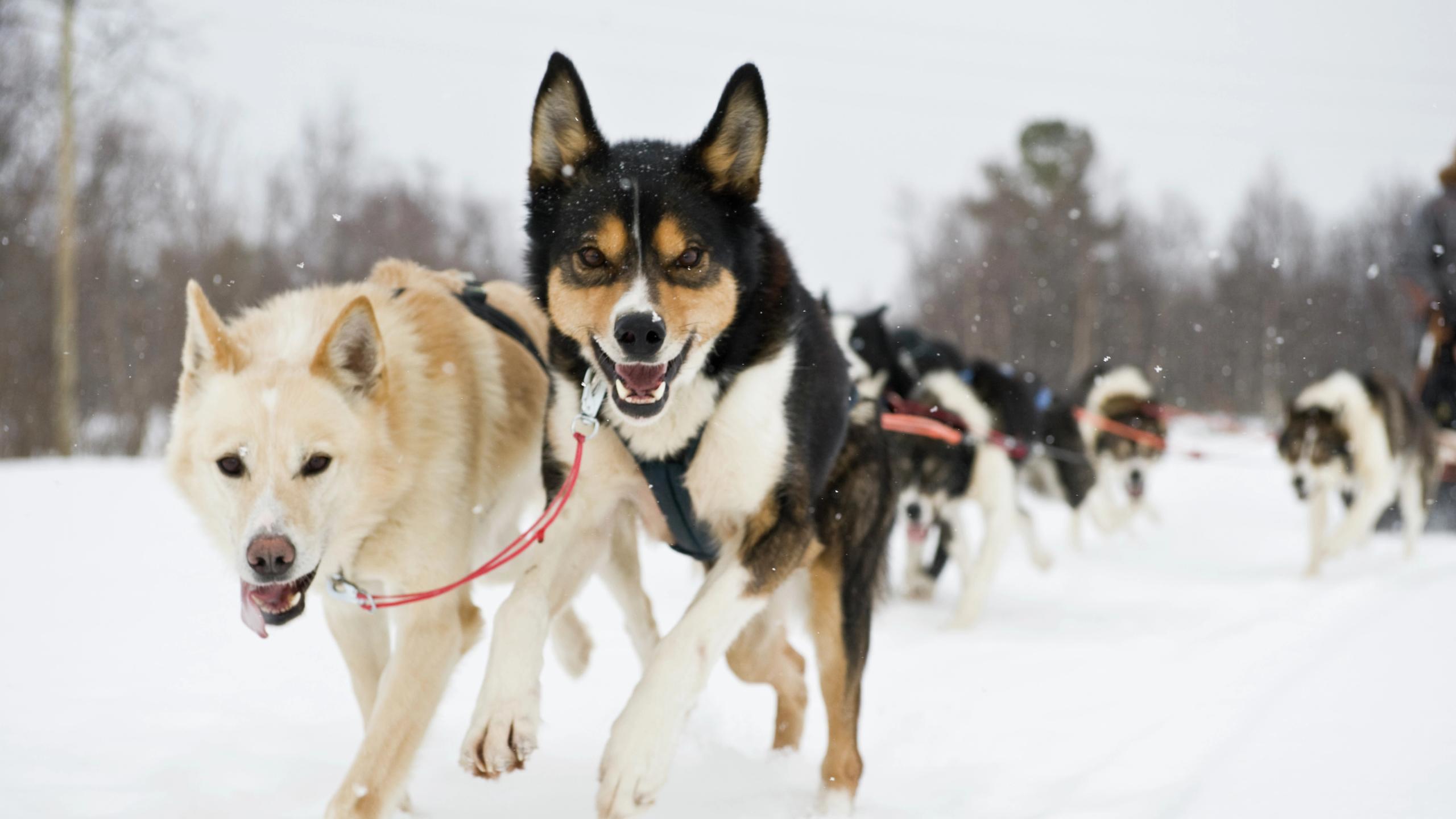 Cheerful dogs pulling a sled in Alta in Northern Norway