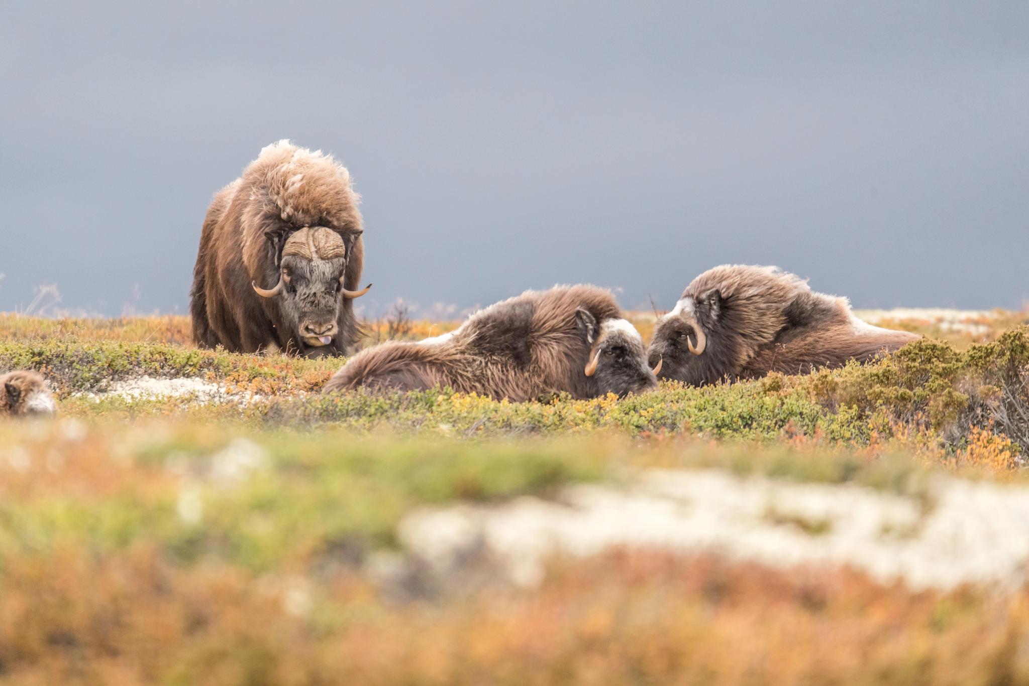 Moskussafari i Trøndelag