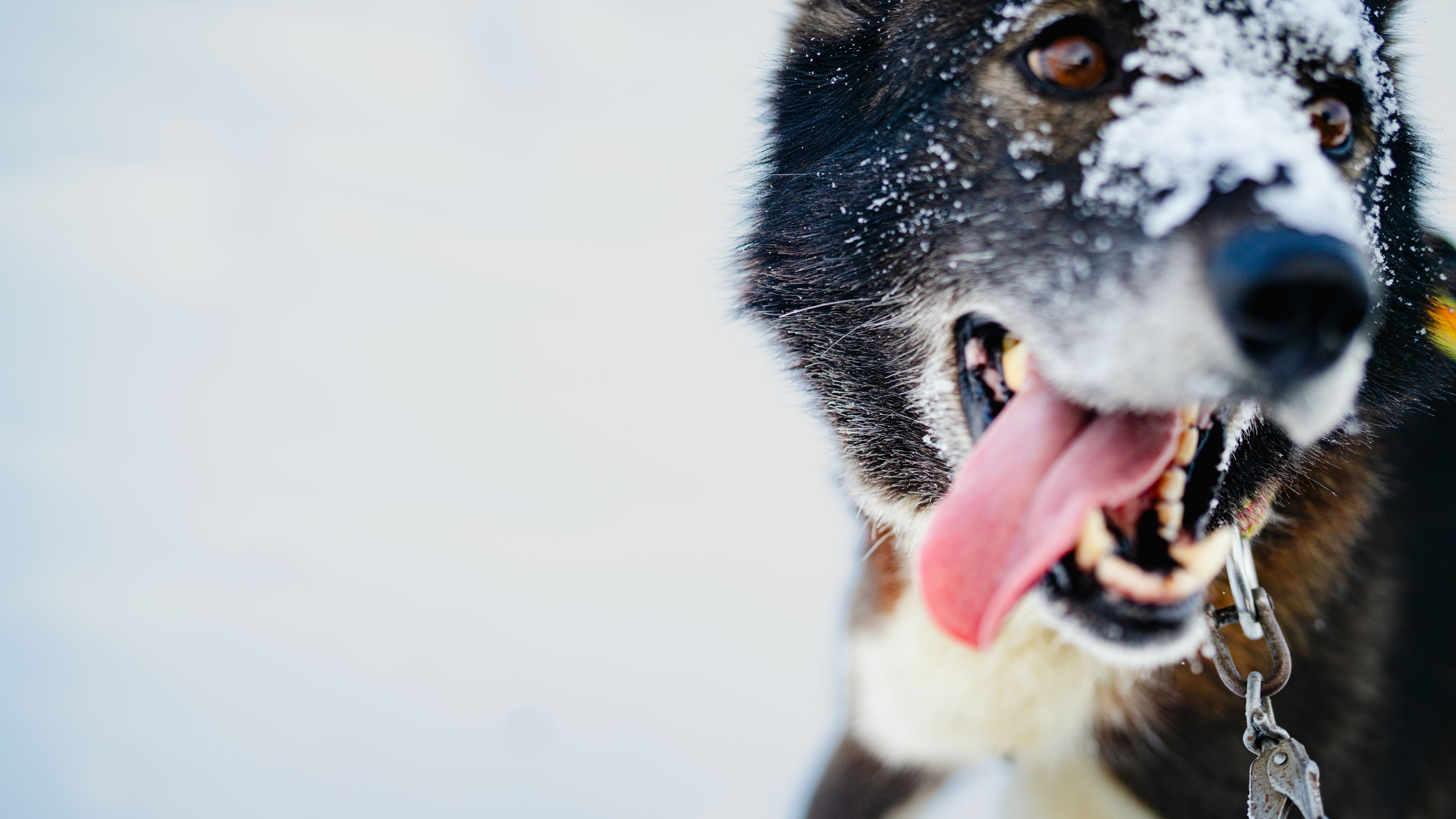 En hund med snø i ansiktet.