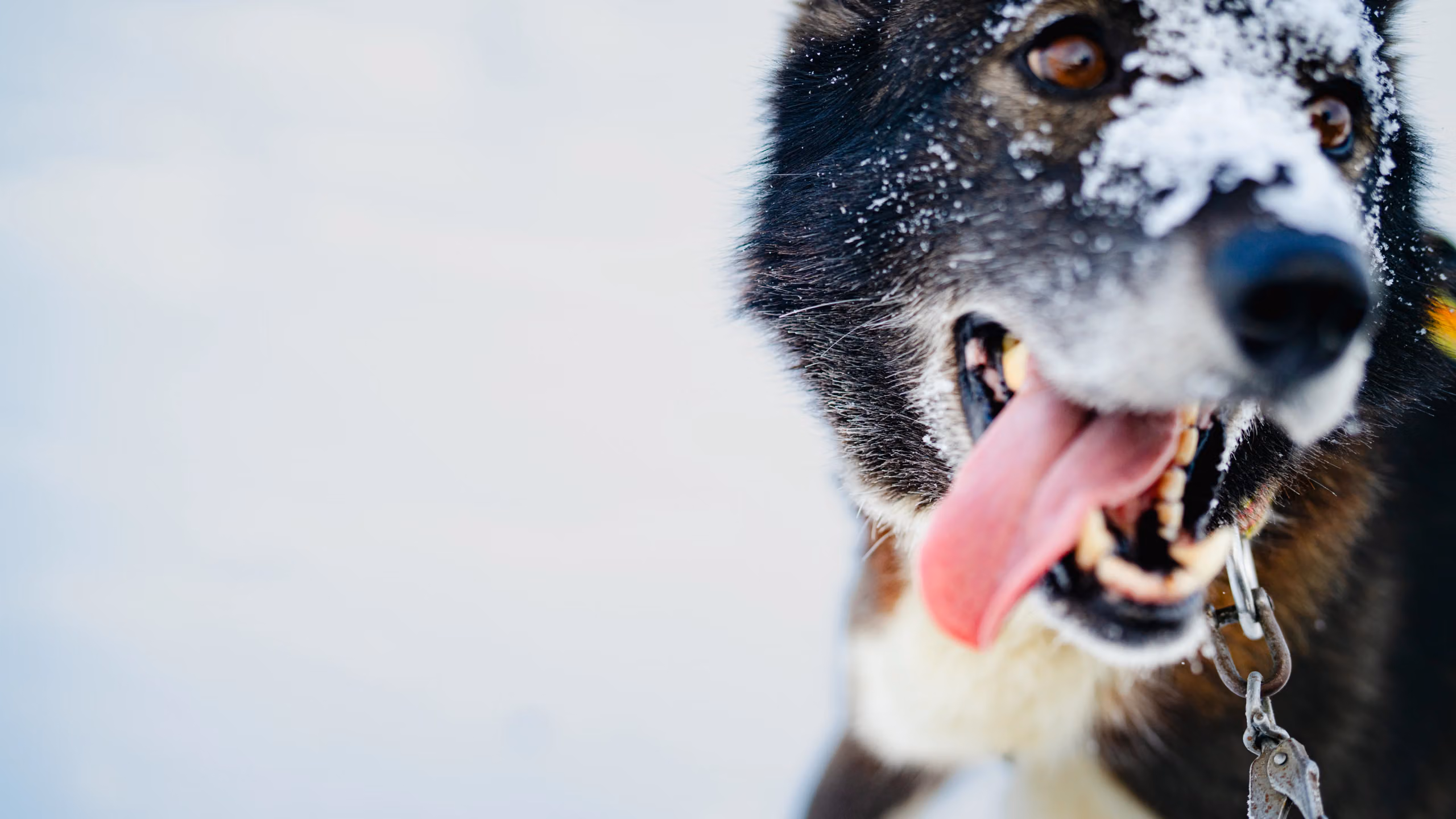 En hund med snø i ansiktet.
