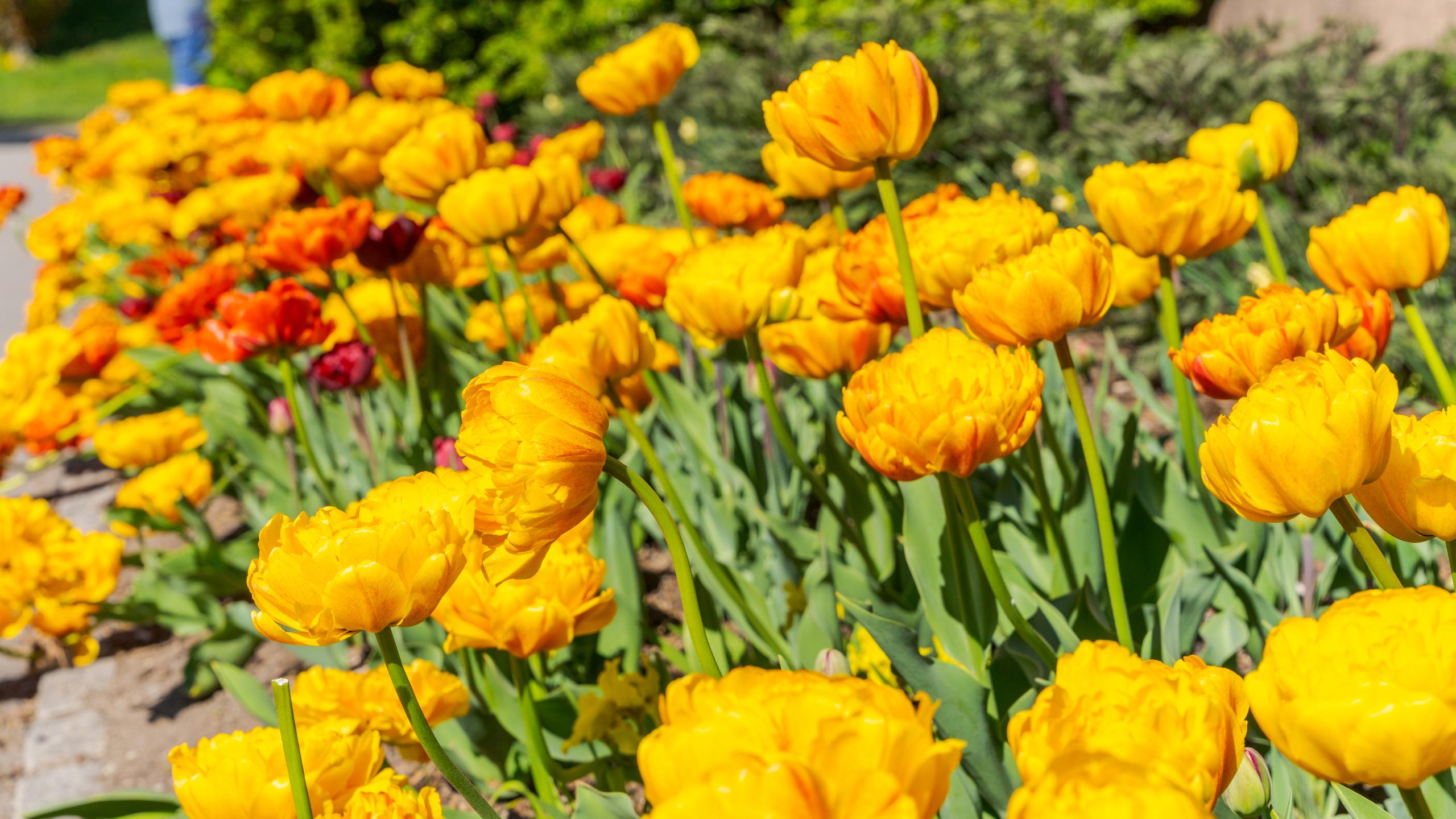 Tulipaner i Oslo Botaniske Hage