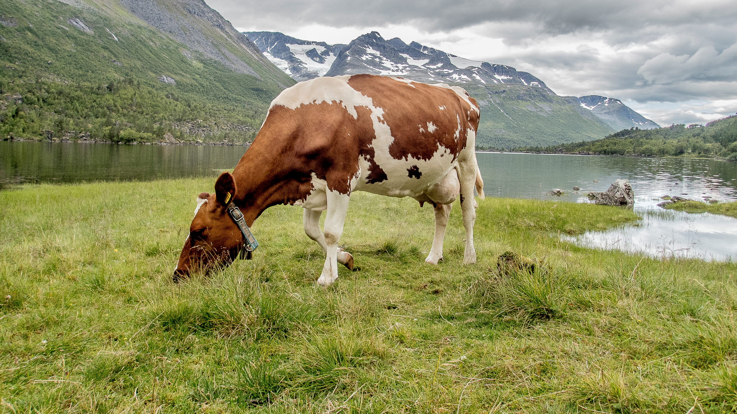 En ku beiter på Renndølsetra i Innerdalen på Nordvestlandet