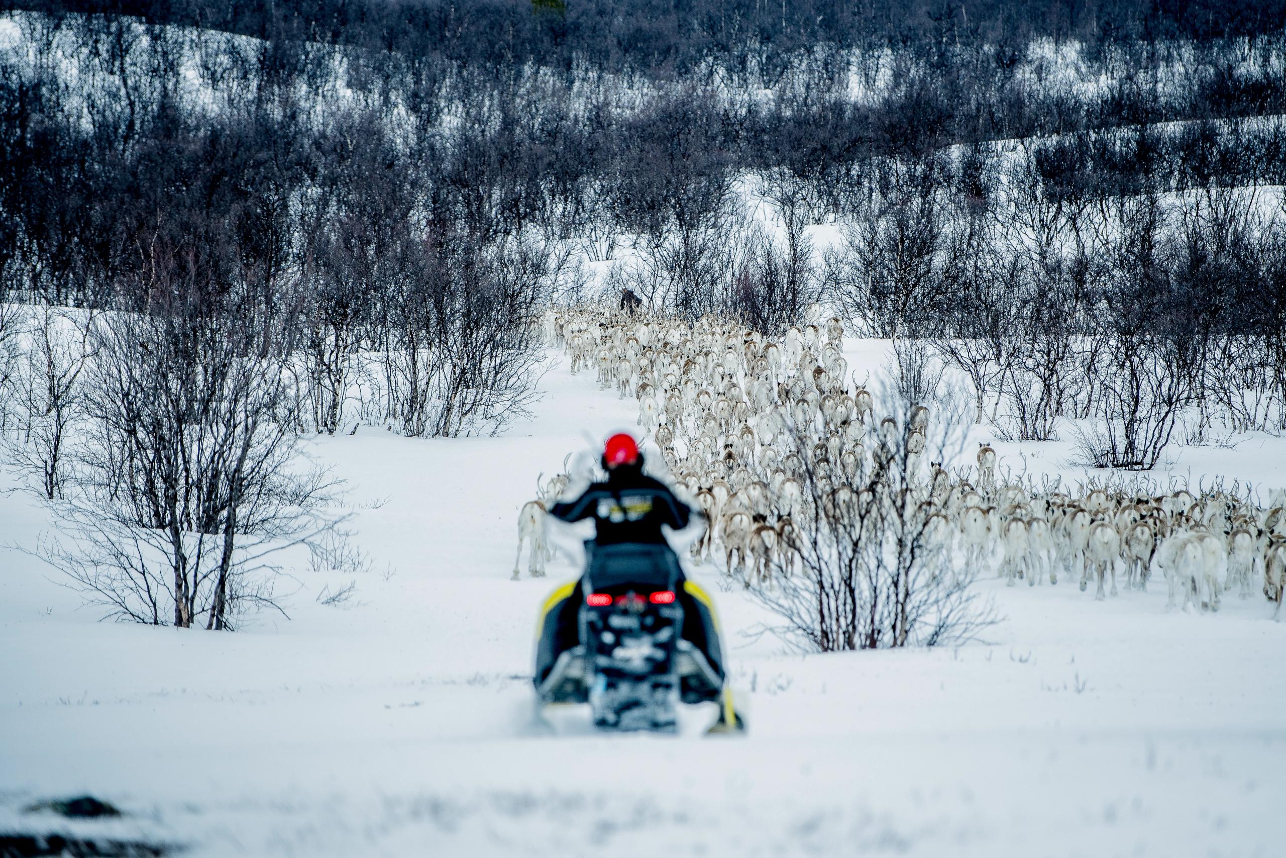 Finnmarksvidda