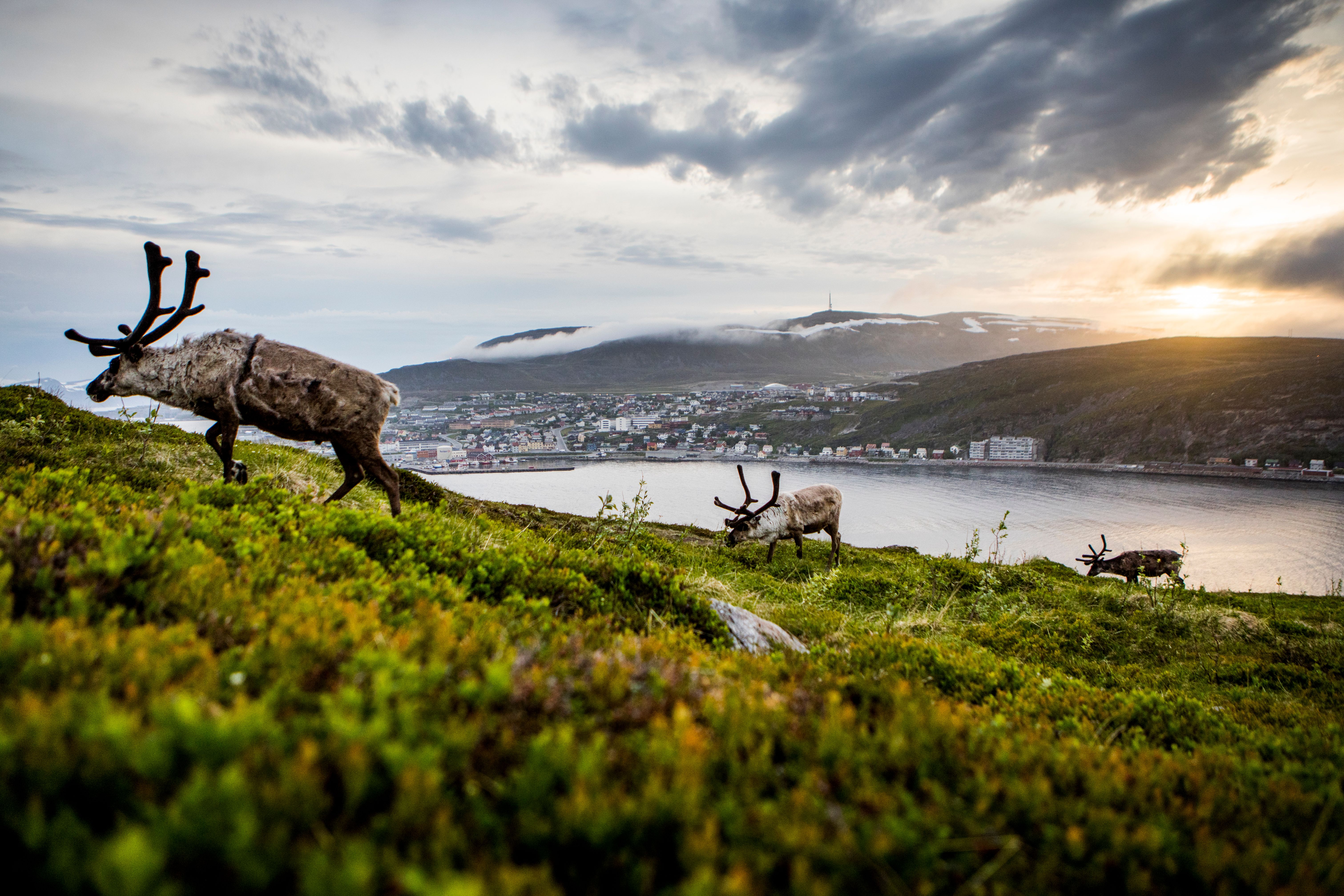 Reindeer in Hammerfest