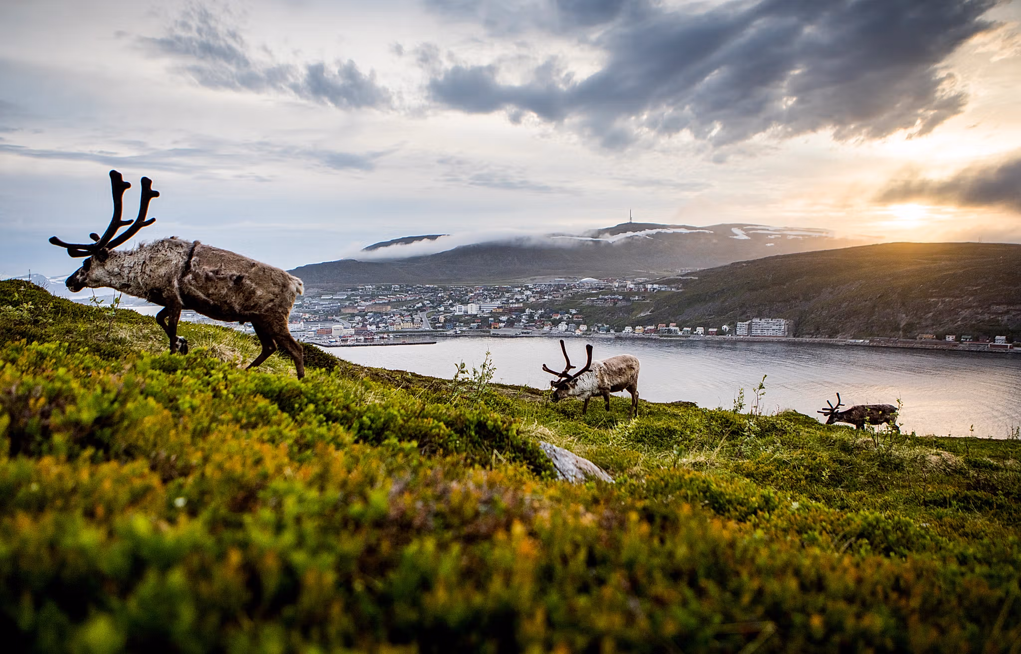 Reindeer in Hammerfest