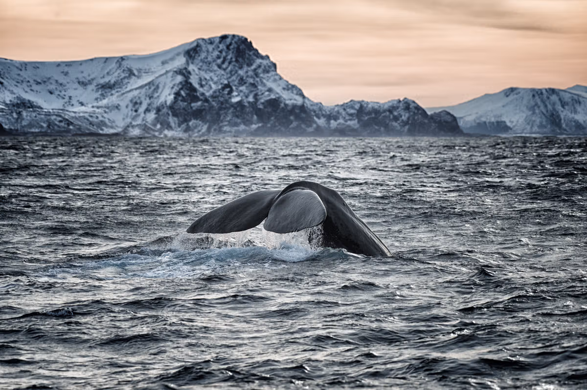 En hval kommer opp i havoverflaten, utenfor Andenes i Vesterålen, Nord-Norge