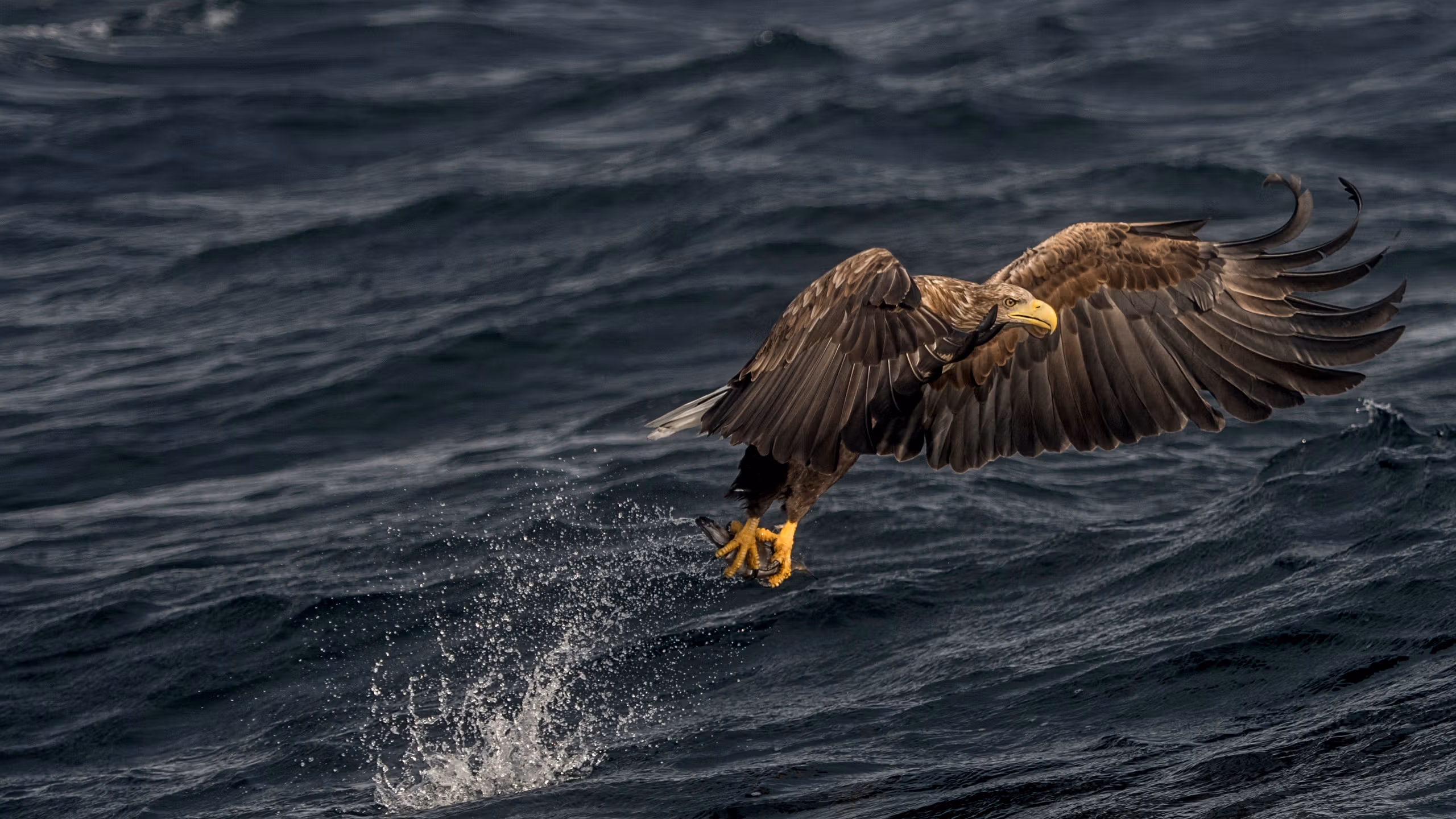 A sea eagle in Henningsvær in Lofoten, Northern Norway