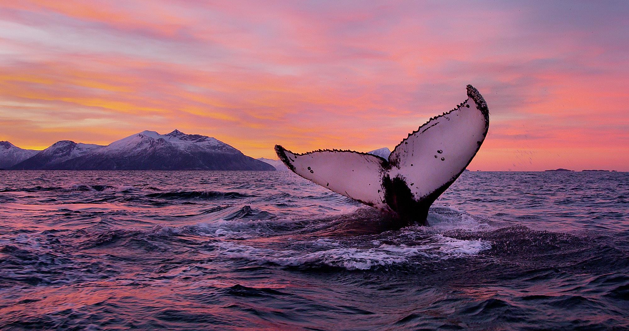 Whale tail above the ocean surface