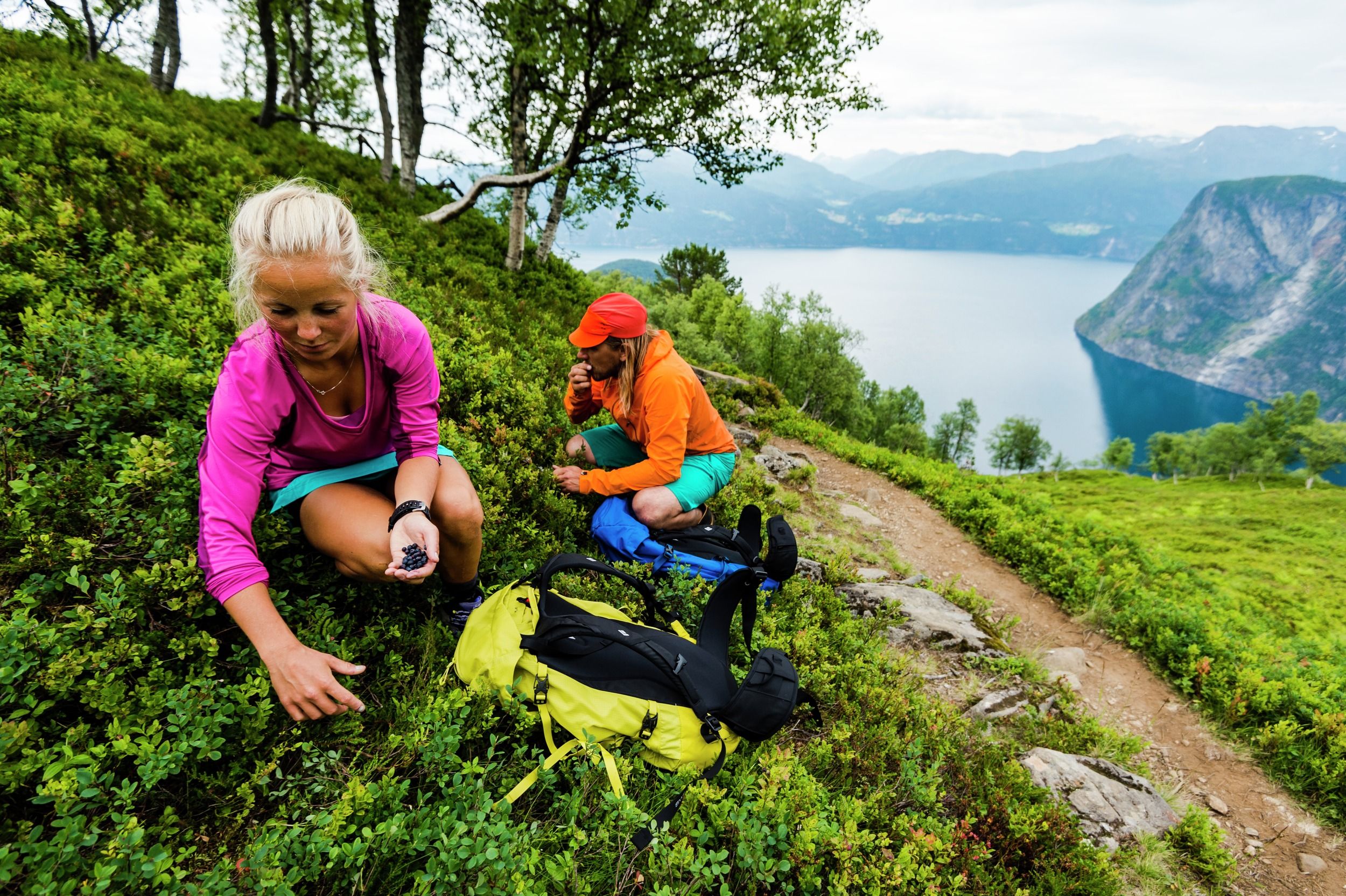 Two people picking berries in the fjord landscape near Stranda, Fjord Norway