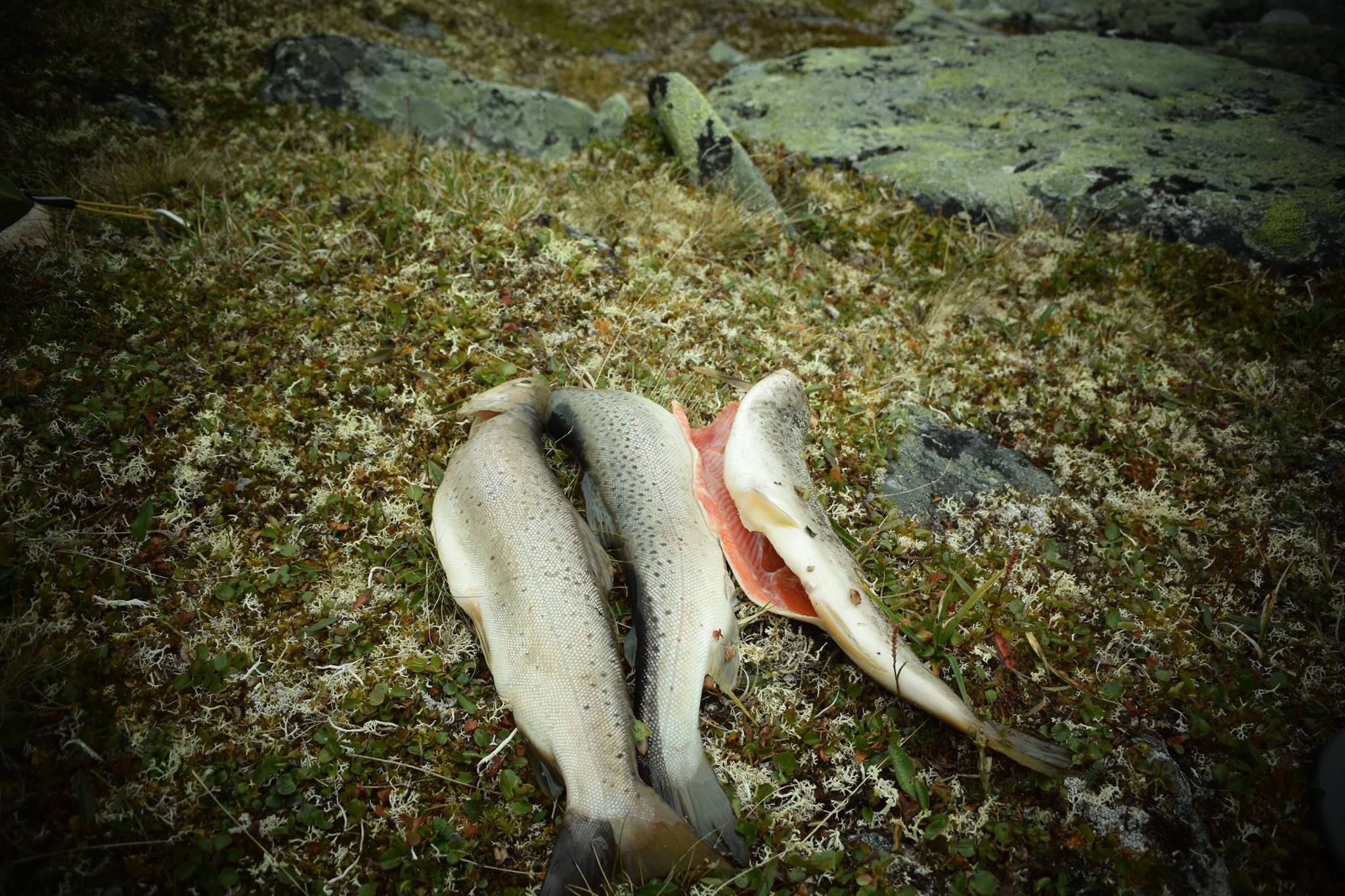 Ferskfisket ørret
