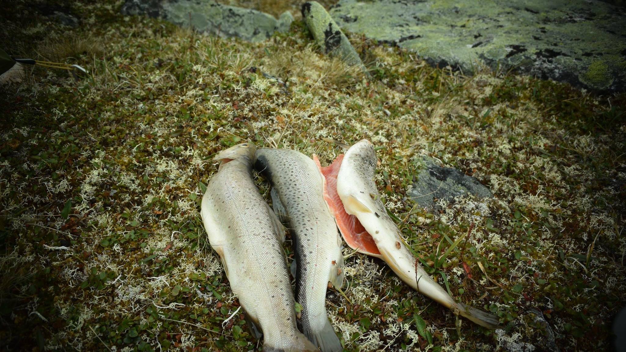 Ferskfisket ørret