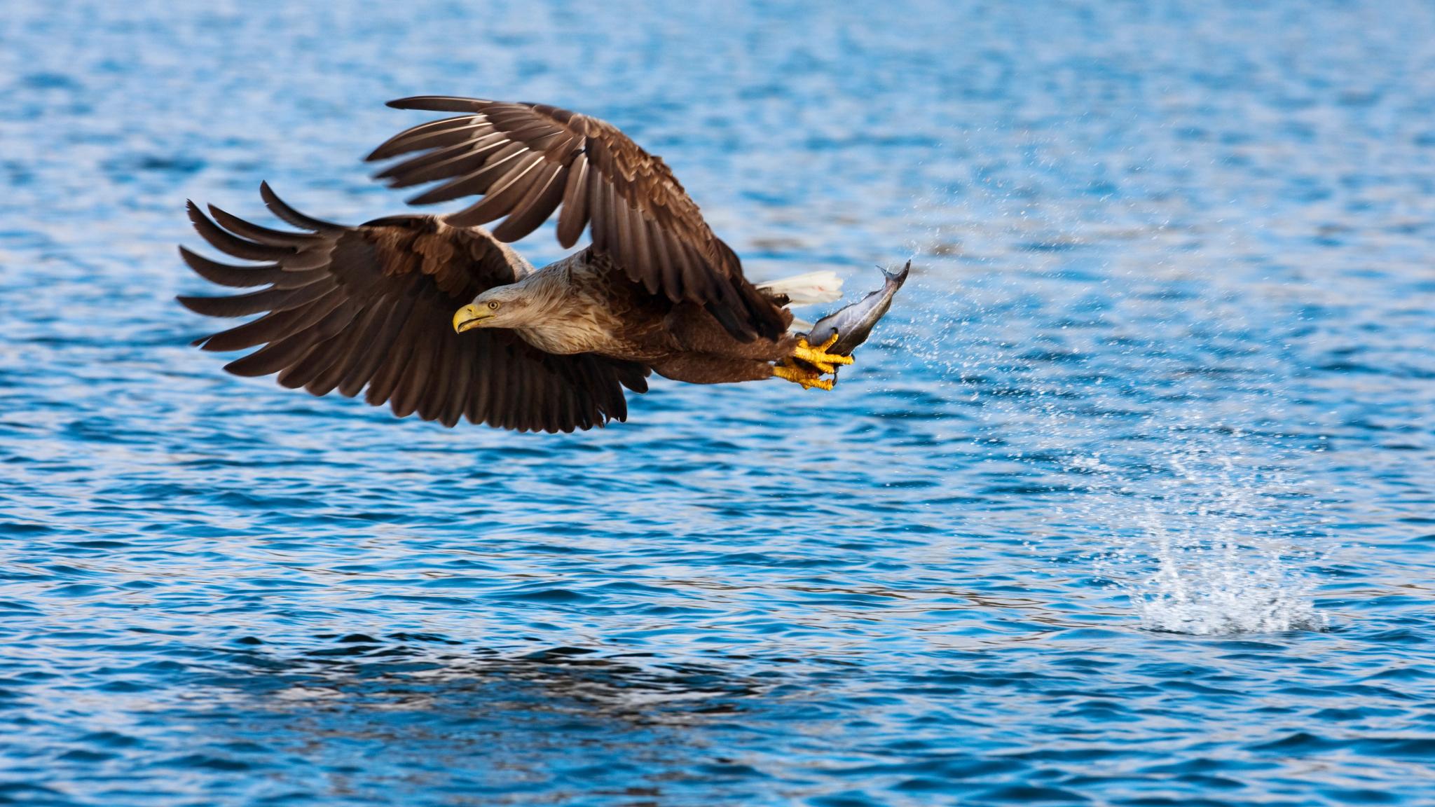 A white-tailed eagly flying very close to the sea surface with a freshly caught fish in its claws, Bodø, Northern Norway