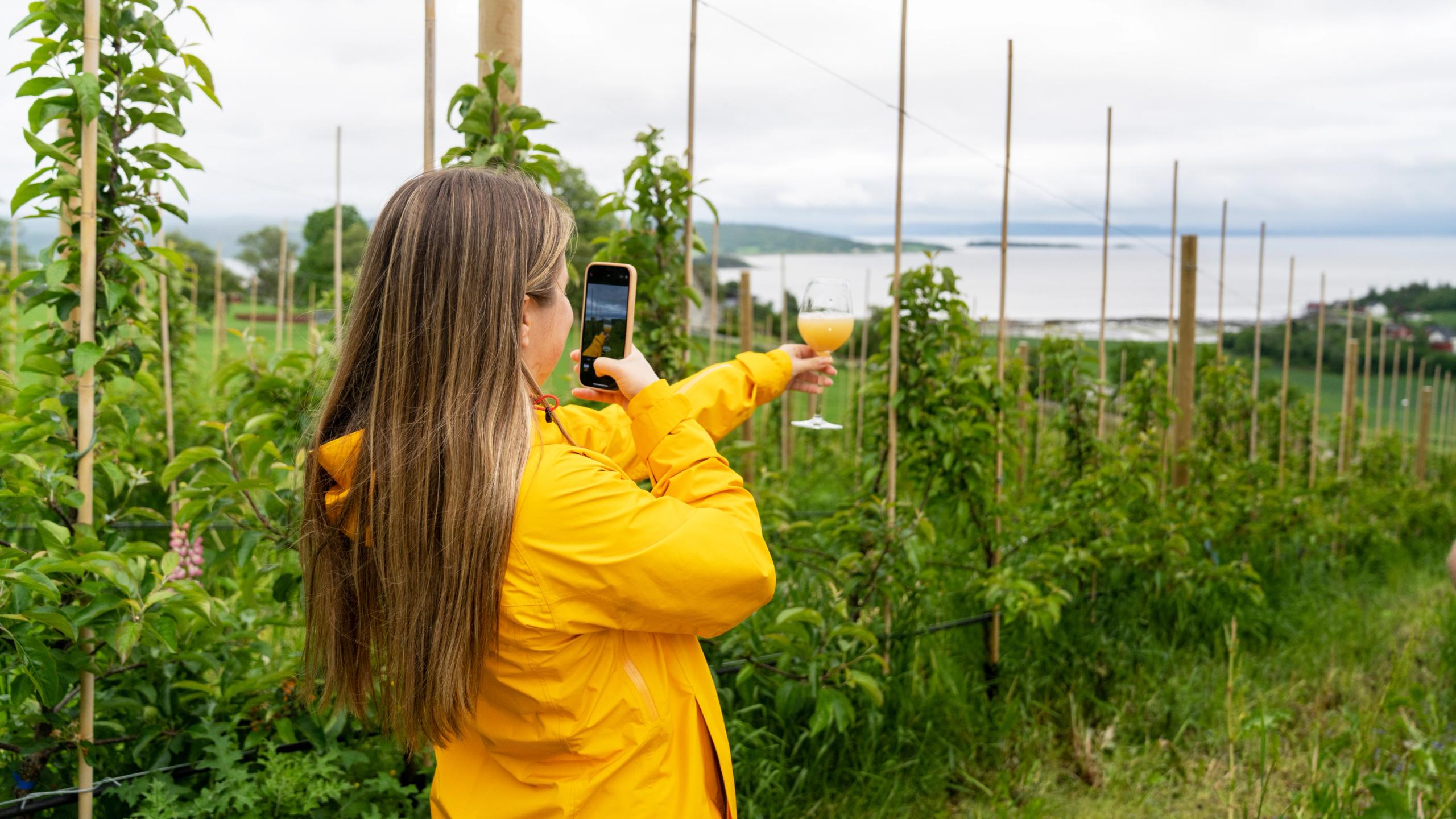 En dame nyter et glass eplejuice i verdens nordligste kommersielle eplehage, Inderøy Mosteri på Inderøy