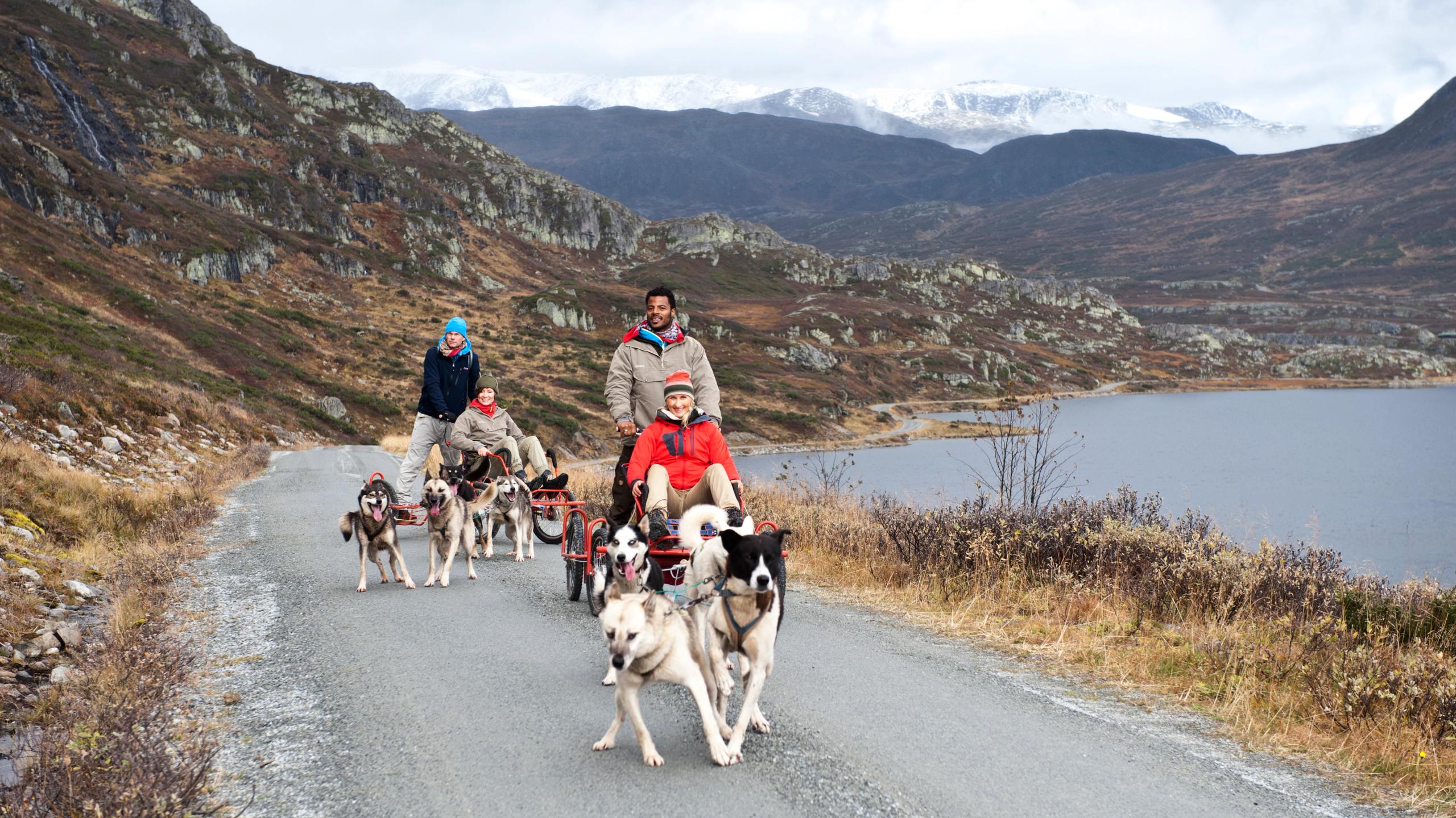 People doing dog sledding in summer at Beitostølen.