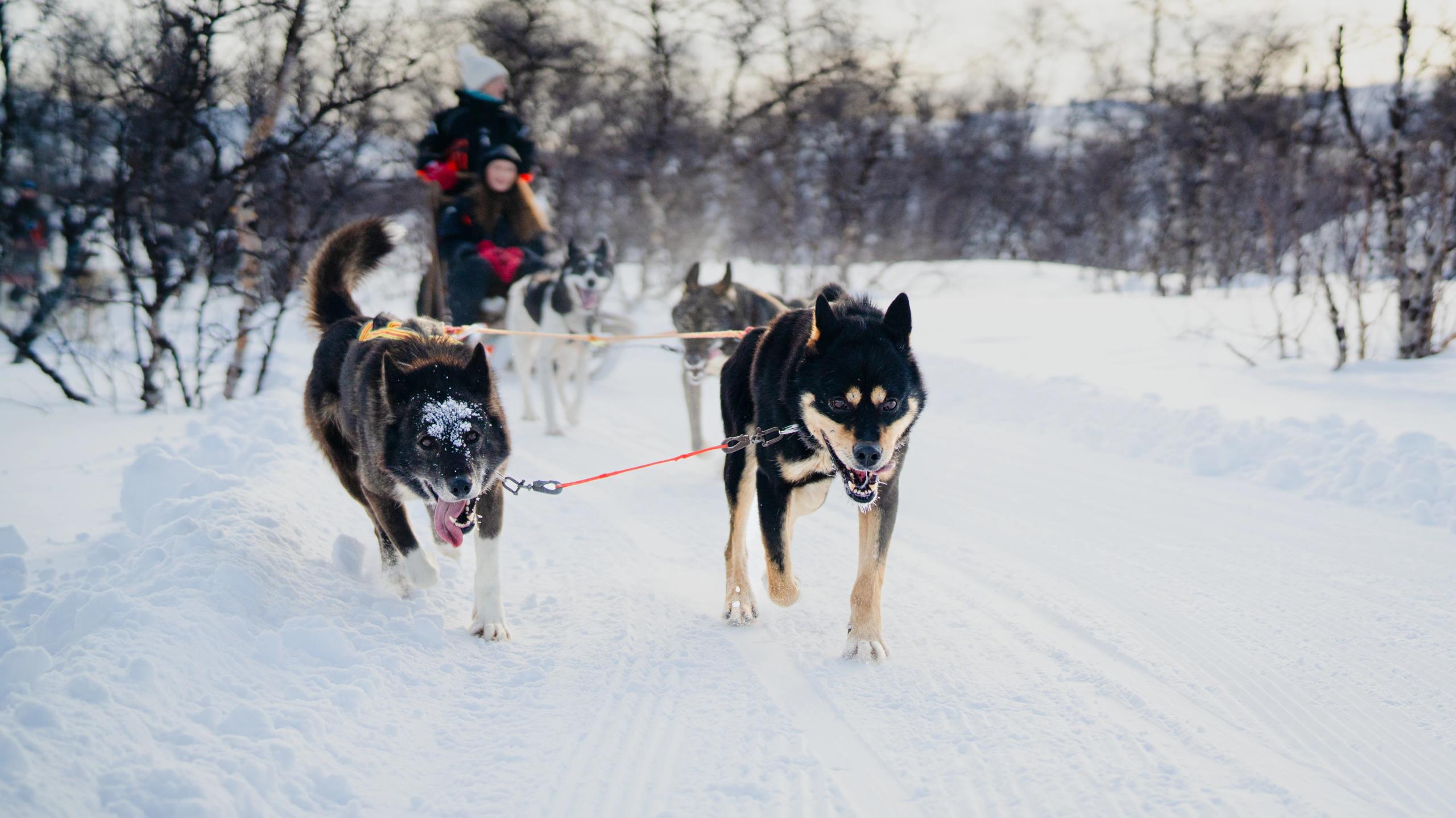 Hunder drar hundeslede i Lyngen om vinteren.