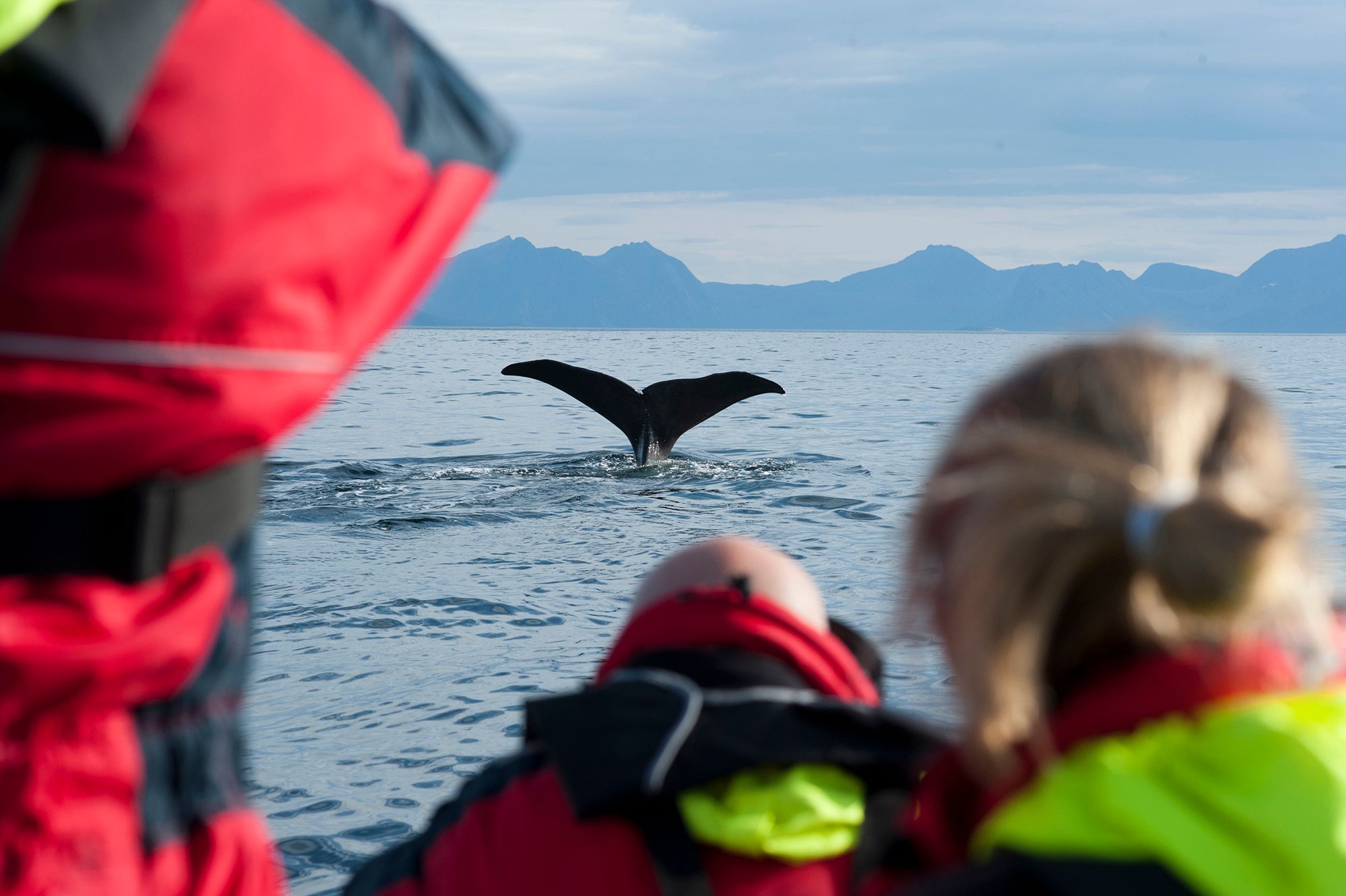 Eine Gruppe von Menschen beobachtet den Schwanz eines Wals von einem Boot außerhalb von Vesterålen in Nordnorwegen