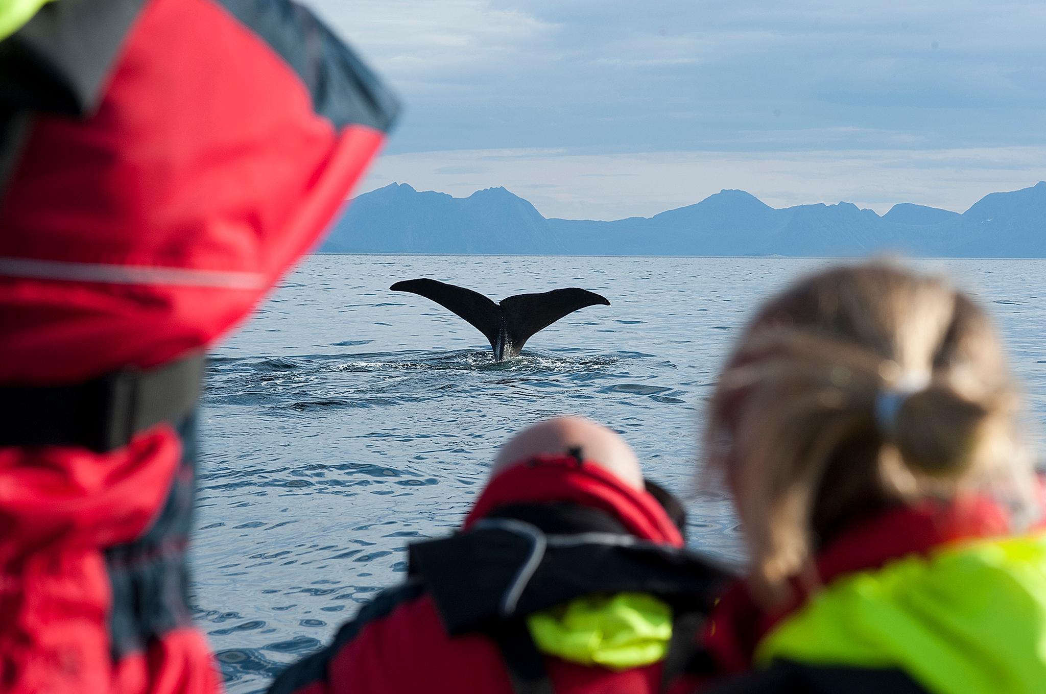 Eine Gruppe von Menschen beobachtet den Schwanz eines Wals von einem Boot außerhalb von Vesterålen in Nordnorwegen