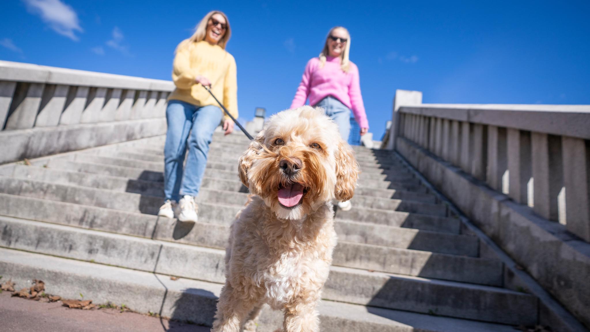 Walking a dog in Vigelandsparken at Frogner in Oslo, Eastern Norway