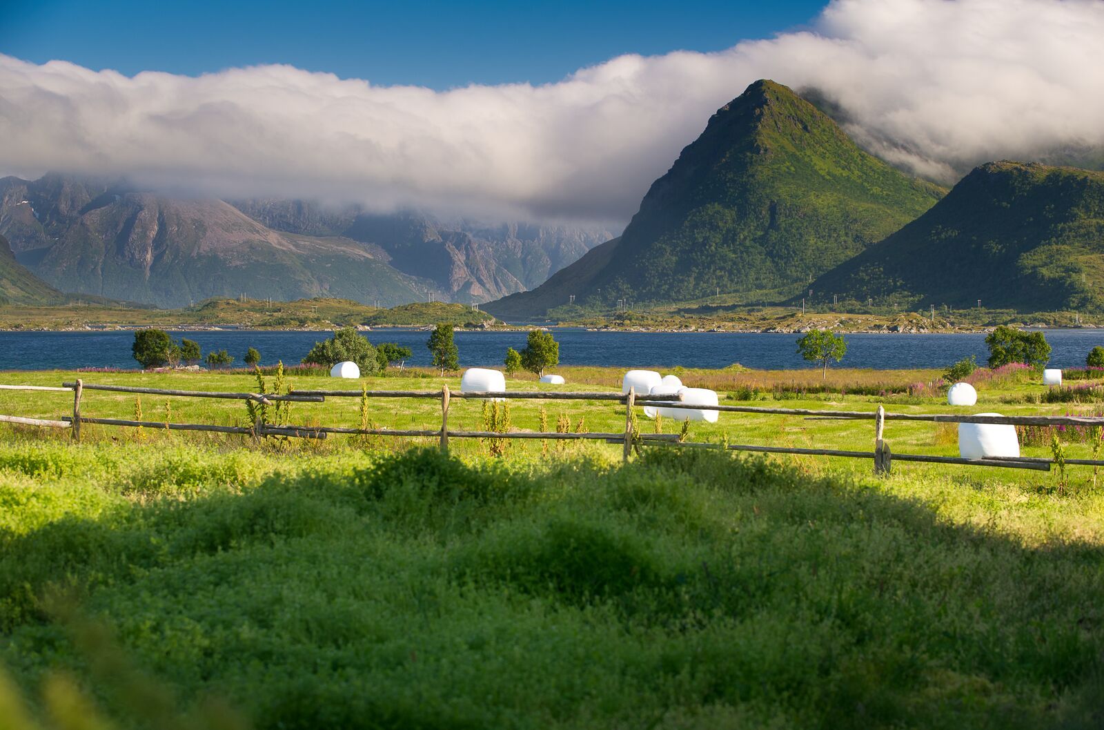 Beitemark i Lofoten