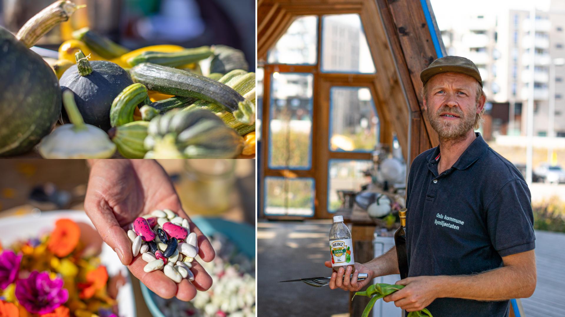 Mixed photo: City farmer Øystein and food at the Loseter city farm in Oslo