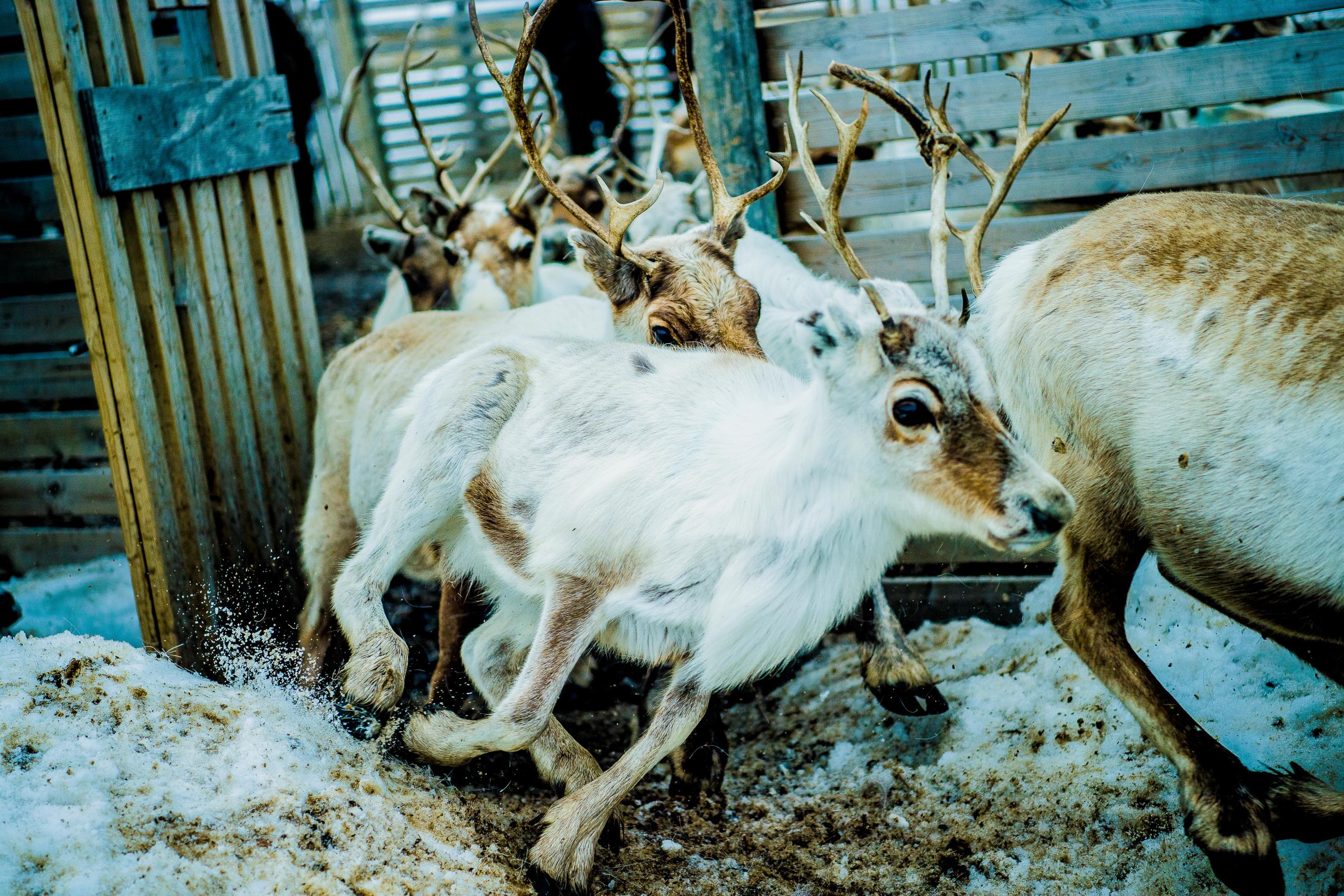 Finnmarksvidda